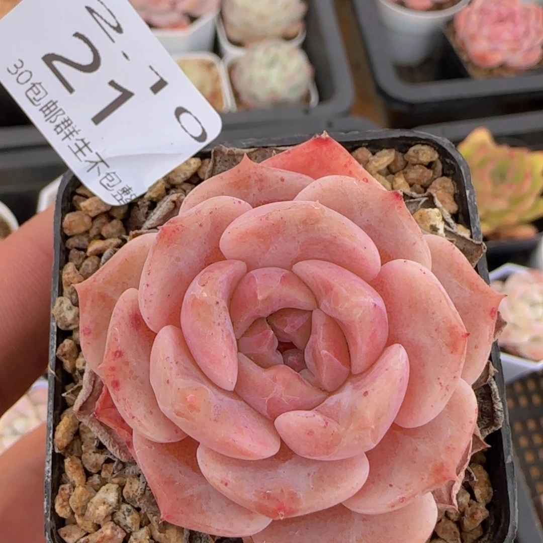 草莓冰魄单头一颗