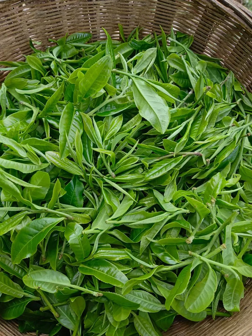 老茶人私藏茶通用链接