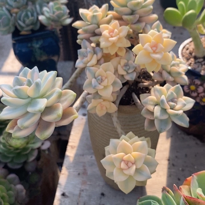 美杏锦整无砍多肉