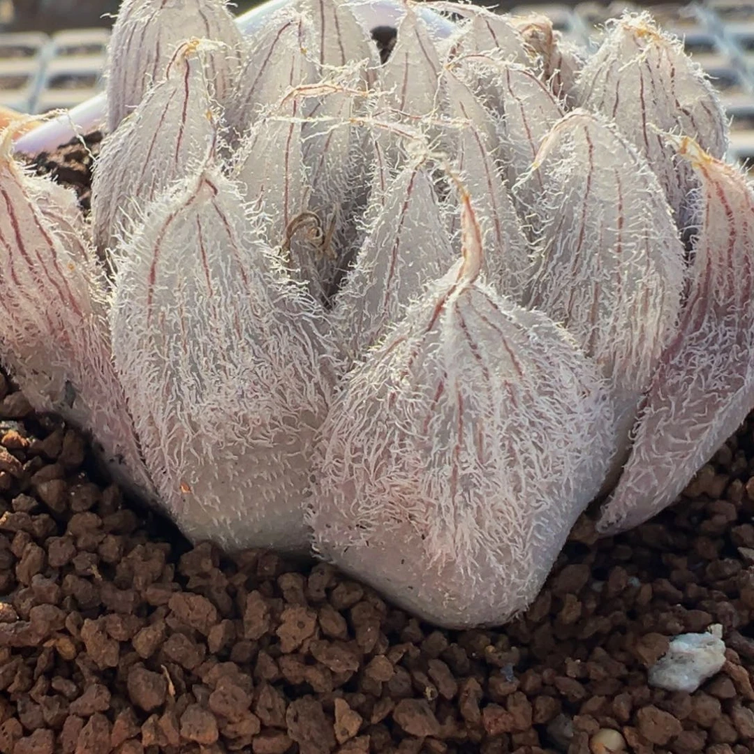 十二卷多肉植物带盆无根