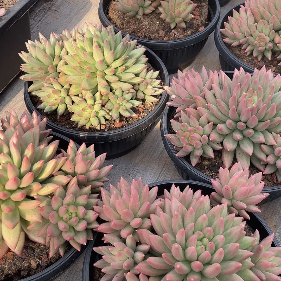 米奇朵完美捧花精控23厘米可挑