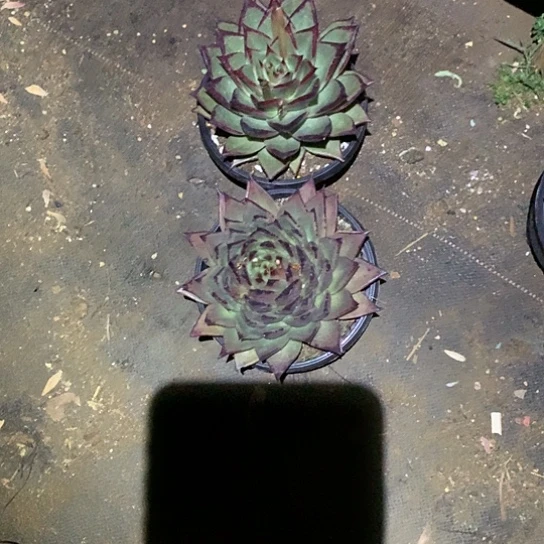 花**草每日特价活动开始了