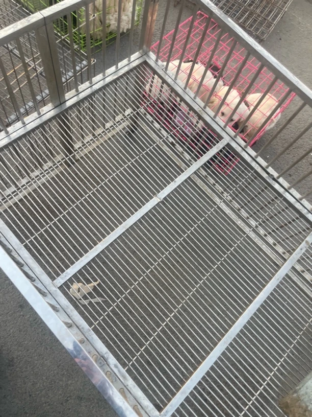 宠物狗狗专用展示笼