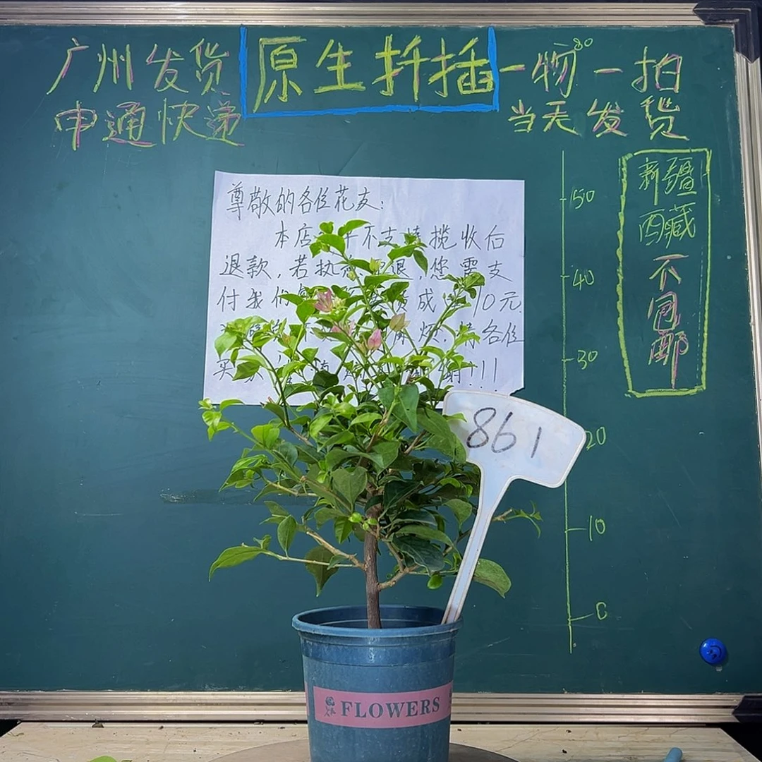 当前无花栽培后可以开花 雪紫 861