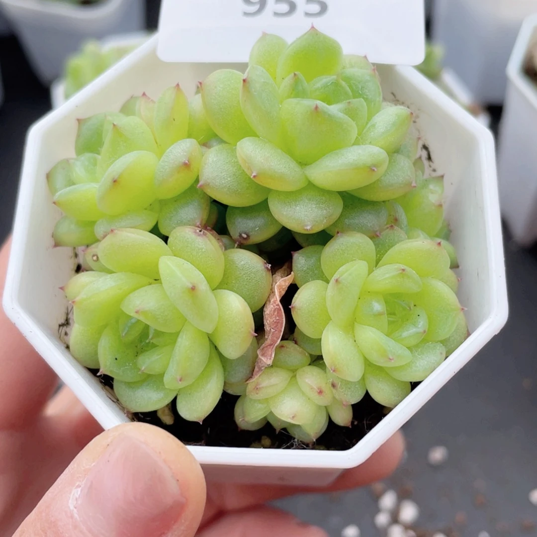 用****y955号糖心冰心珍妮