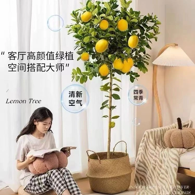 香水柠檬树盆栽室内大型绿植四季好养带花带果植物客厅阳台装饰