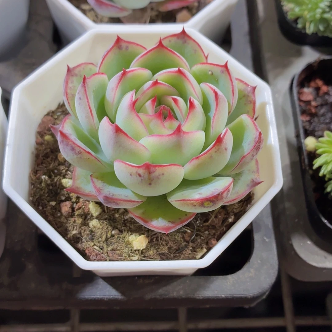 勾魂仙子多肉9.9包邮发货