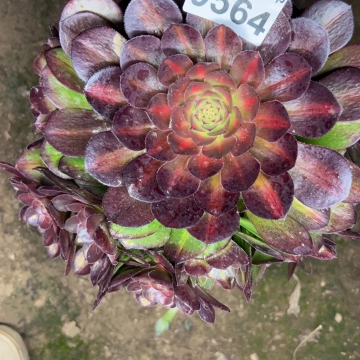 9564抹茶多肉植物