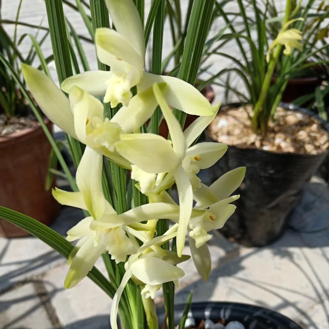 家庭蕙兰色花小盆景神木兰越南球妹紫阳花兰花慧兰兰花盆栽花卉