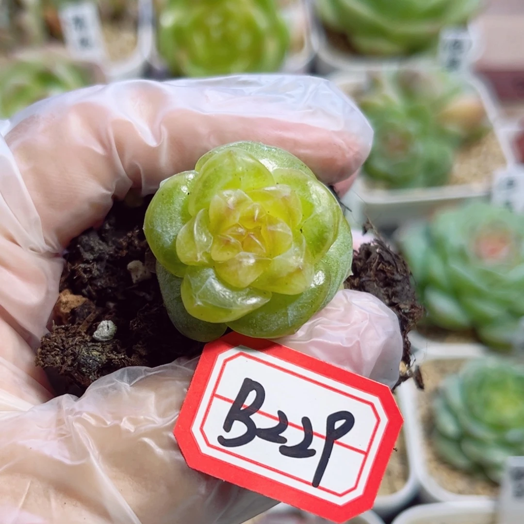 B229 一物一拍 无名