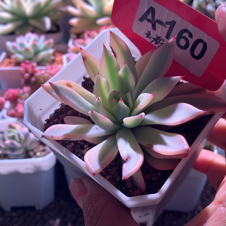 粉爪覆轮锦有根有