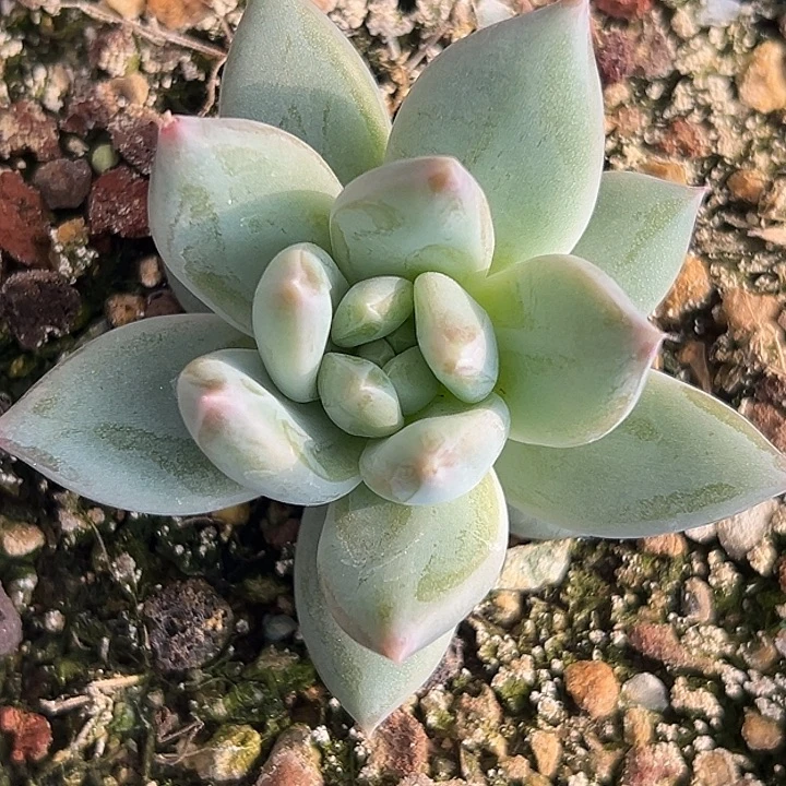 美人杂交 特价美人