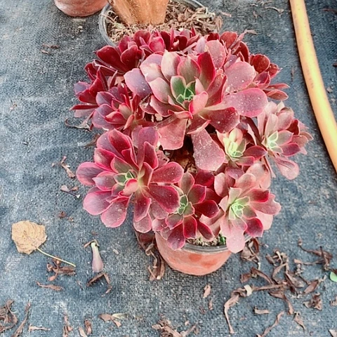 金丝雀多肉植物法师32