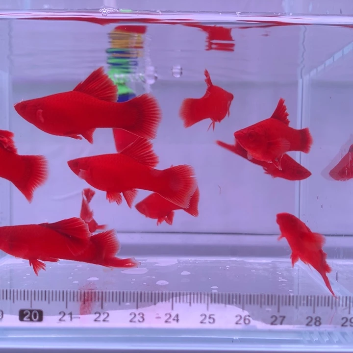 红剑鱼红箭三月龄4公6母