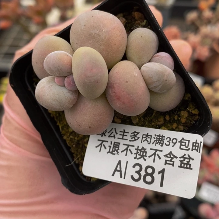 橙奶4cm381多肉植物