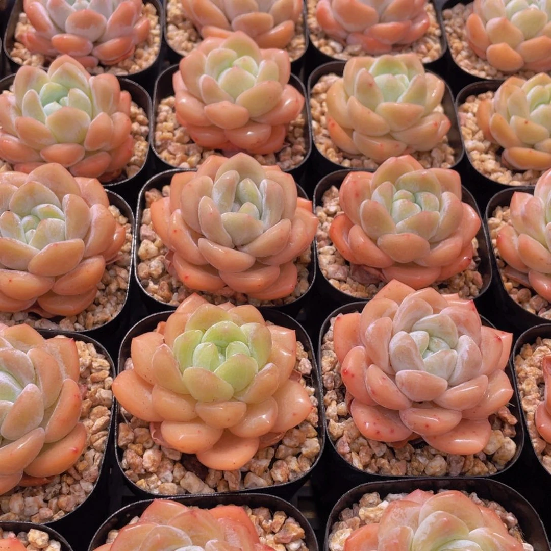 量拍7号 奶油青春版大白兔单头两个