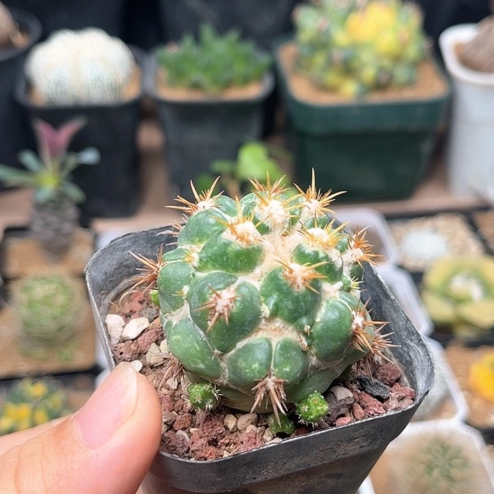 刺缀象牙丸自根球