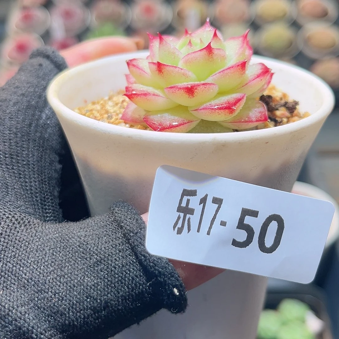 乐17-50 麦秆单头