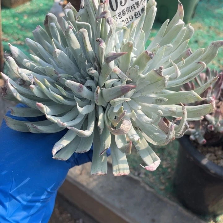 597号奴婢吉娜多肉