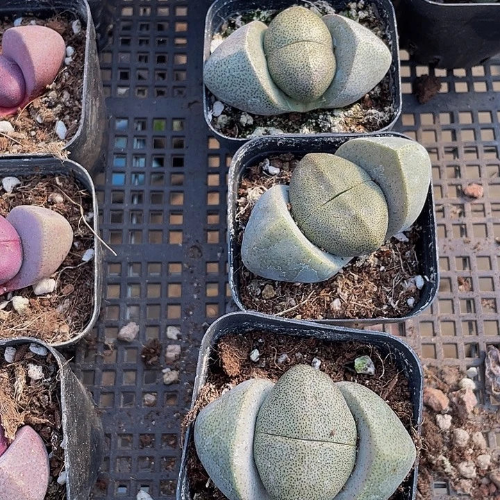 大元宝带盆土发货