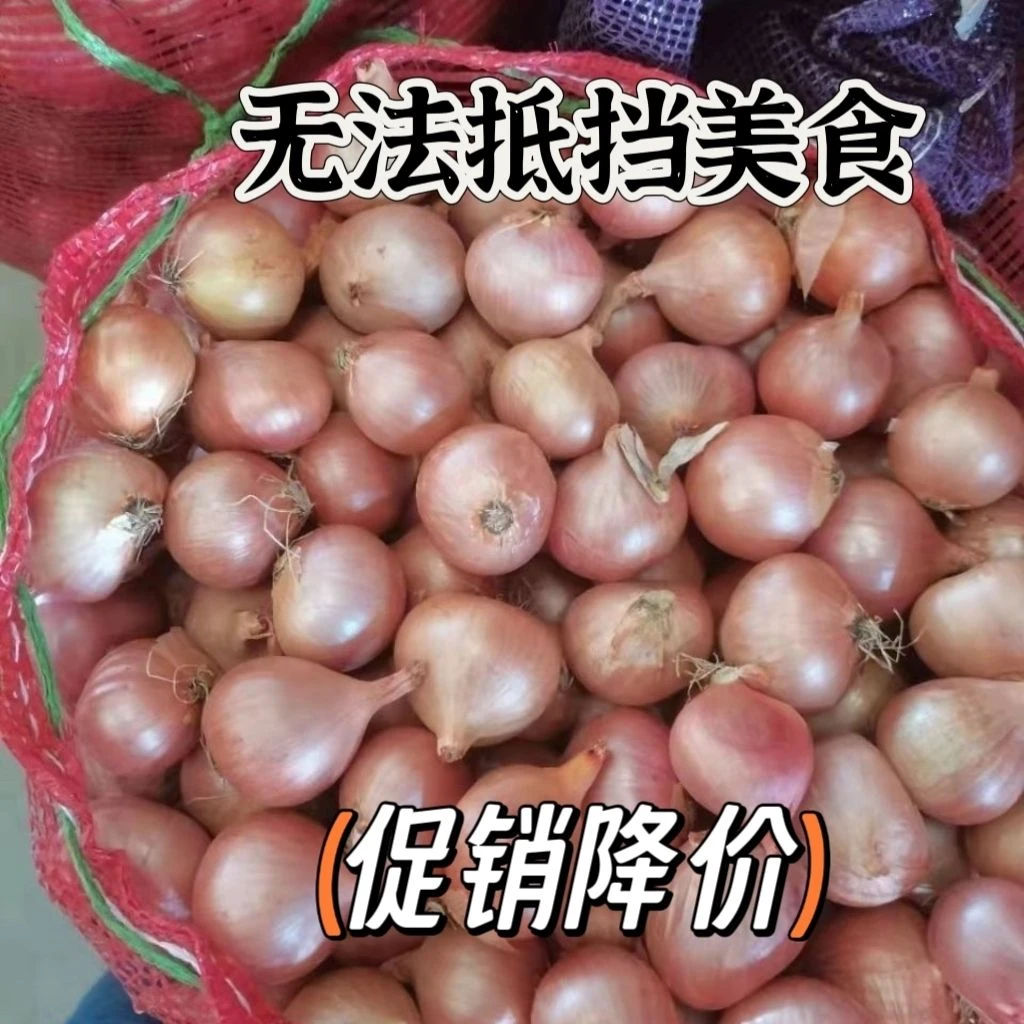 【新店半价】东北毛葱农家小毛葱圆葱鬼子葱新鲜批发1/3/5斤包邮