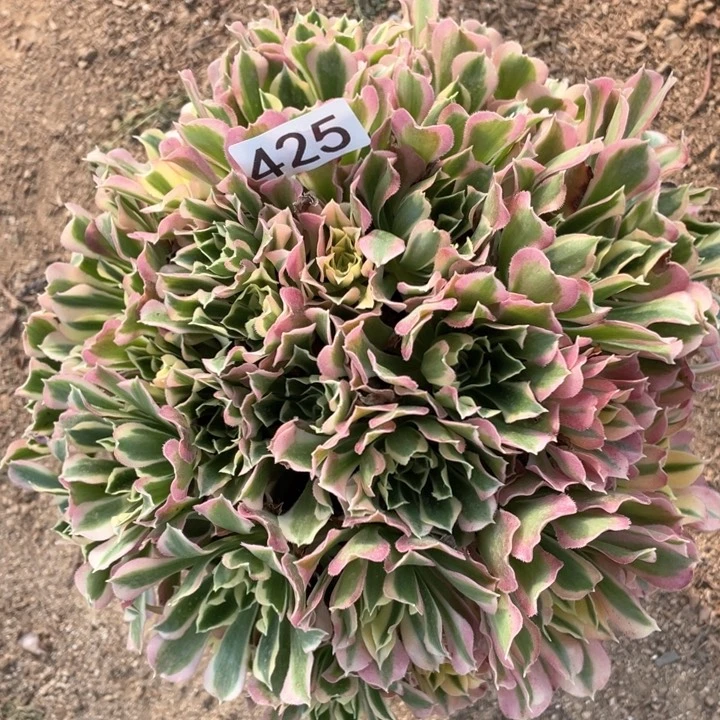 天****赞425多肉植物白凤