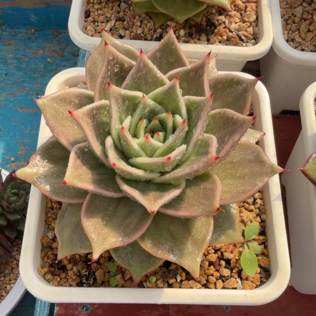 一物一拍，38包邮35