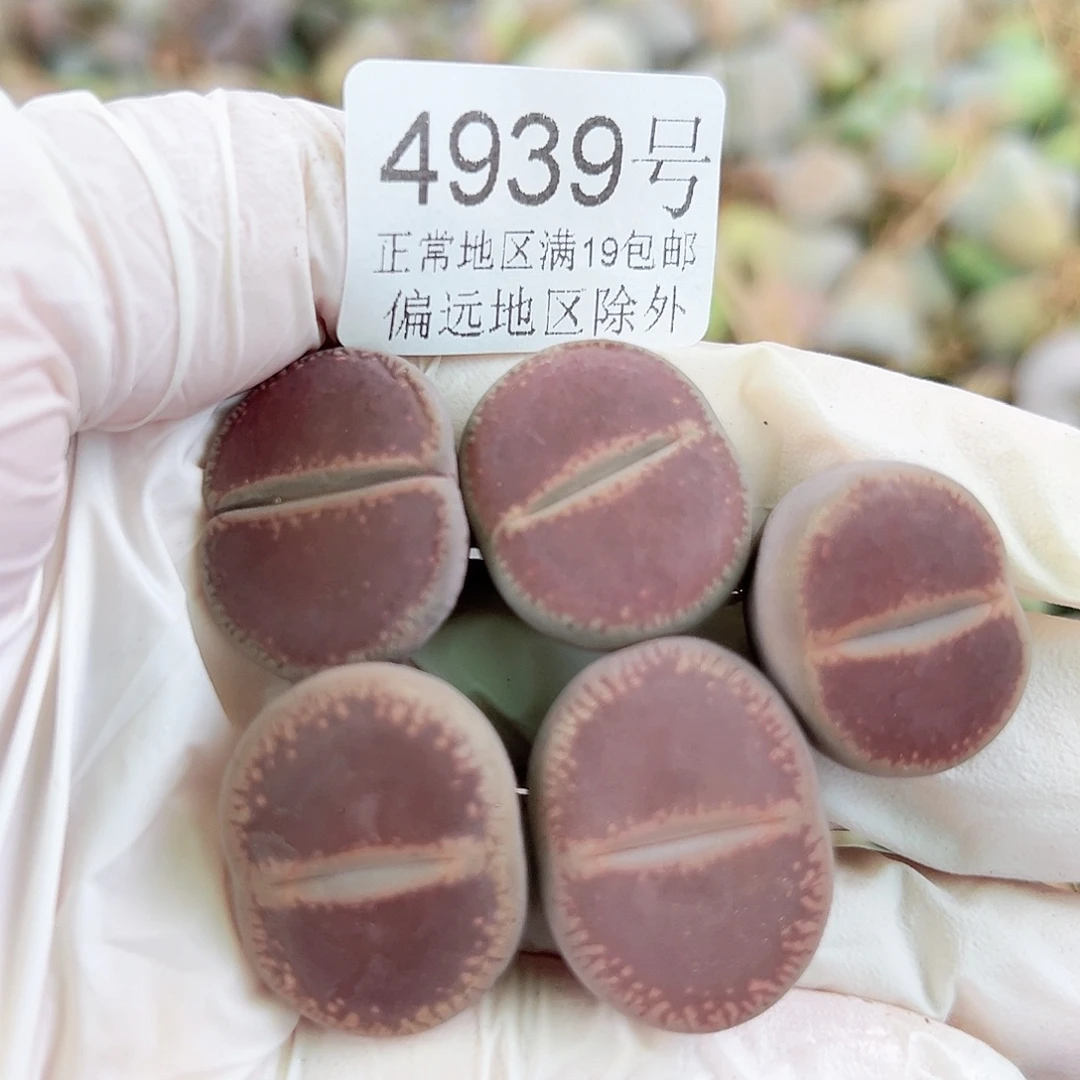 4939五年Ko5个2-2.5cm