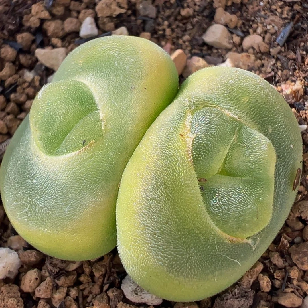 7年水晶鞋变异多肉植物