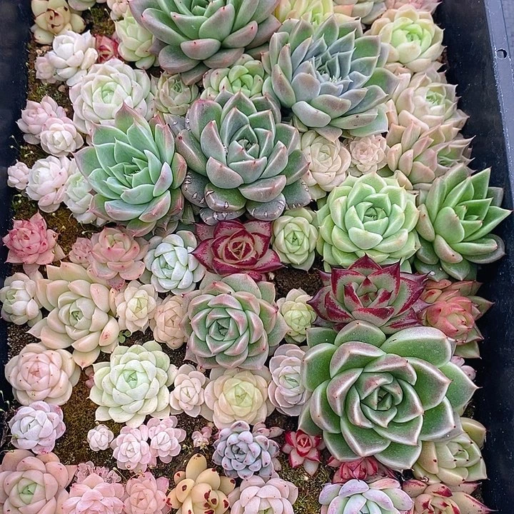175 多肉植物盆栽花卉植物