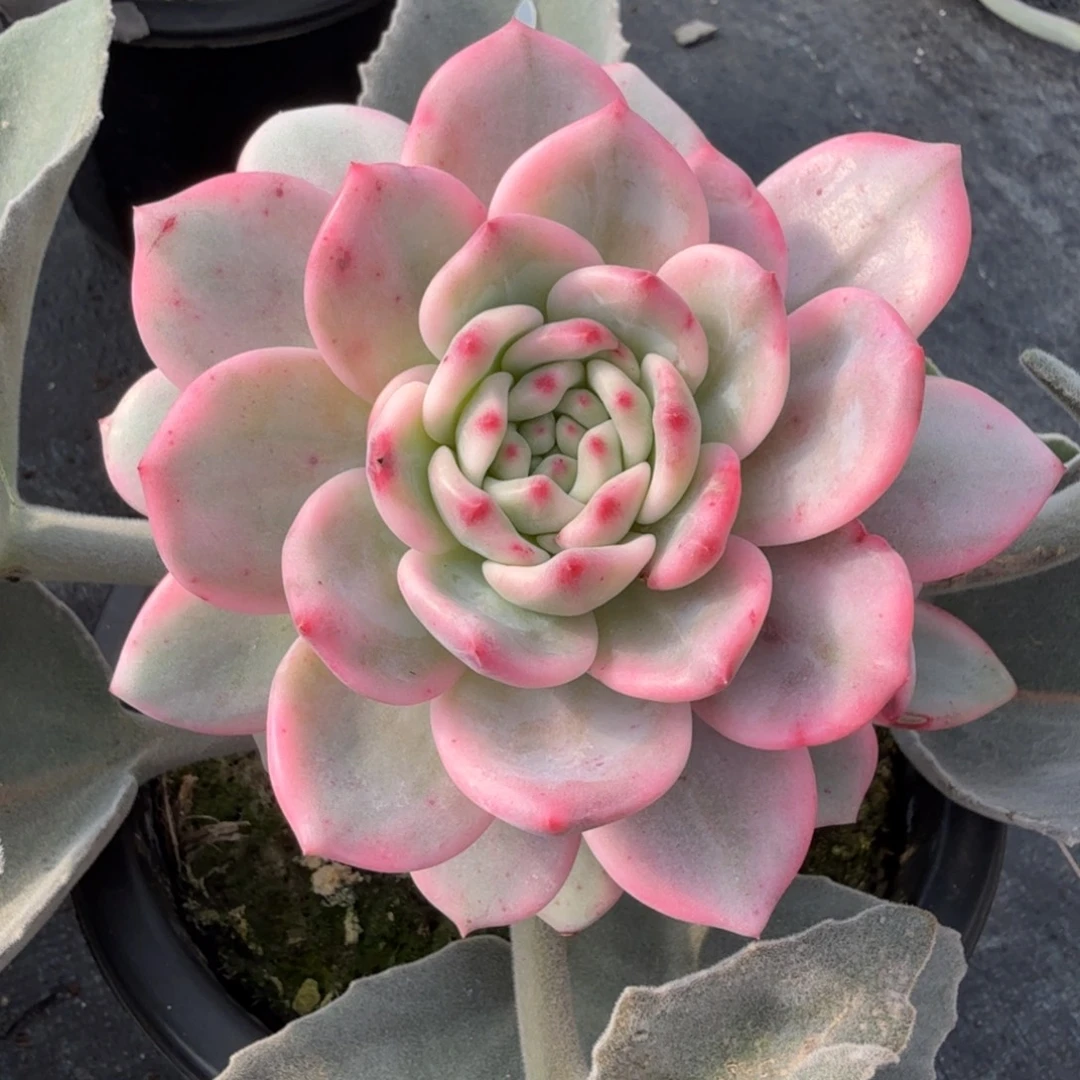 爱丽儿 安吉园艺锦锦