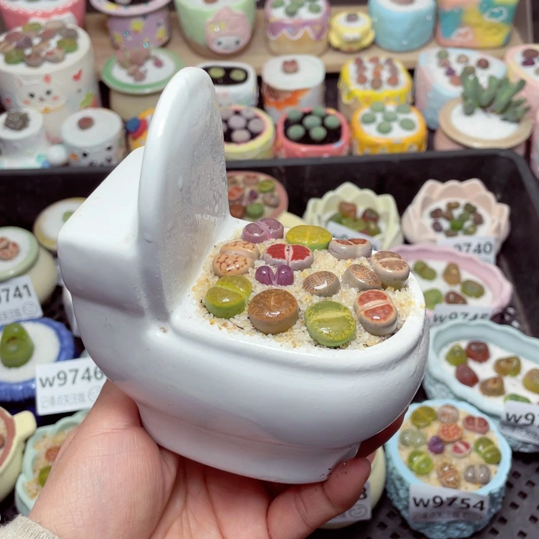 w9755 -零下地区拍保温箱-15支持寄养