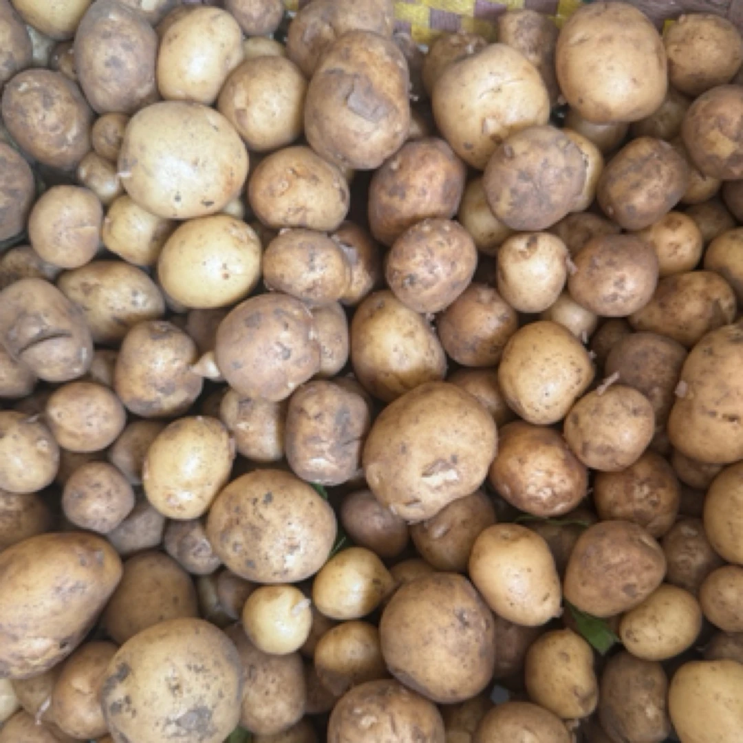 湖北仙桃小土豆农家自种应季蔬菜时令蔬菜