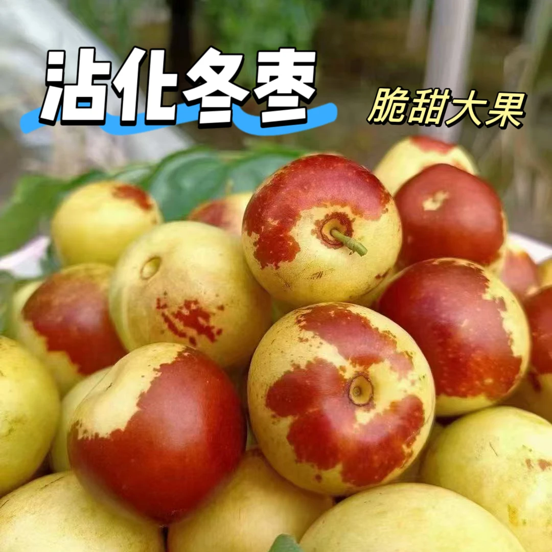 【山东沾化冬枣】新鲜现摘脆甜多汁大果孕妇水果现摘现发鲜枣