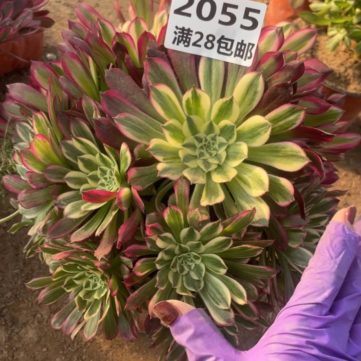 2055二号棚天和多肉B