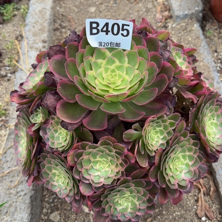 瑞妈多肉园艺，405