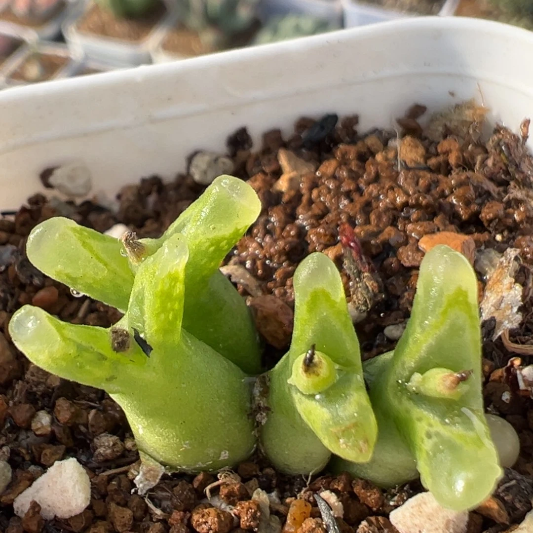 216多肉植物百科植物