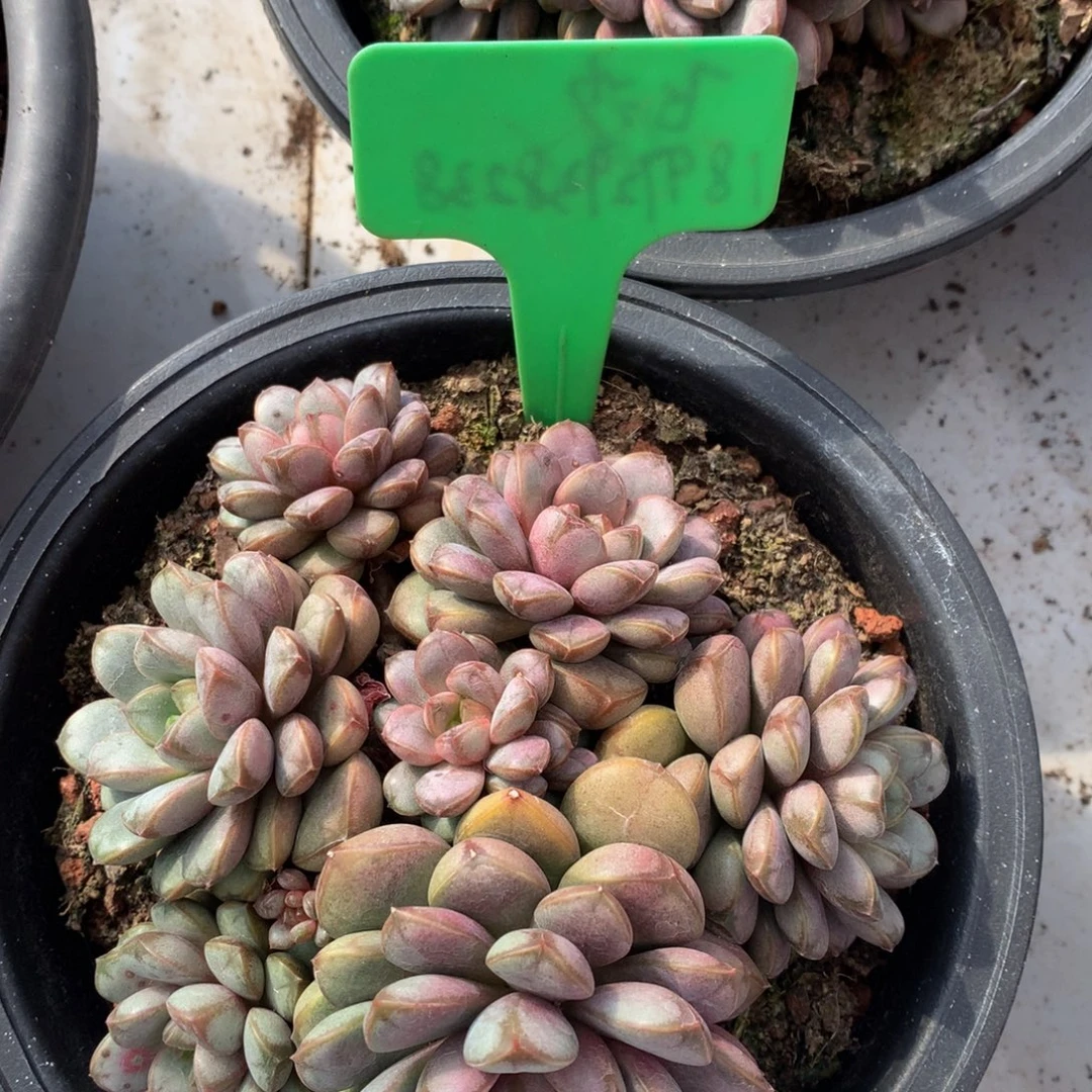 葡萄多日子黑五6272772