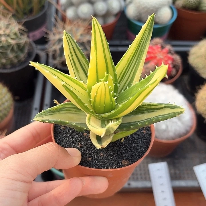 芦荟锦仙人球123