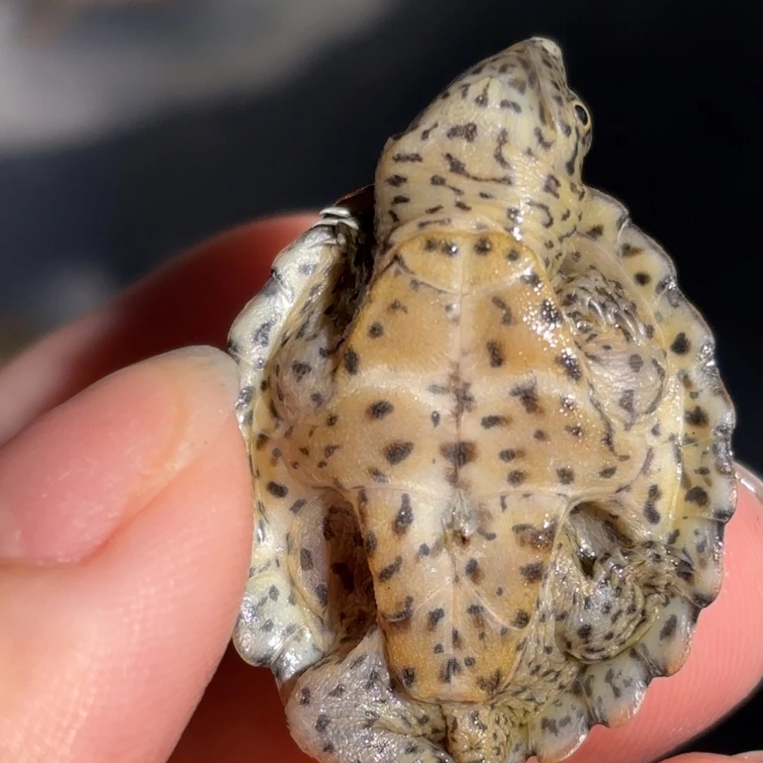 宠物龟不分公母F1全品双满文粗纹黑刀