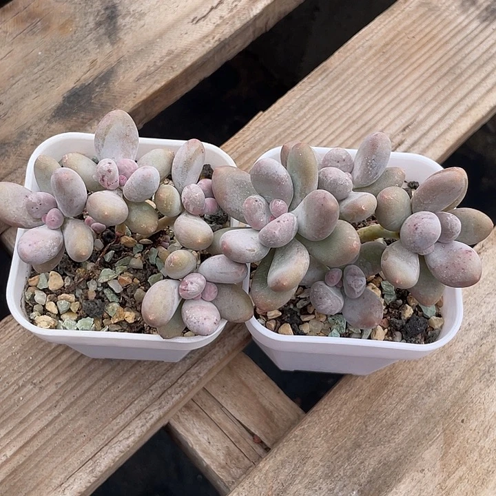 韩版加菲猫多肉植物