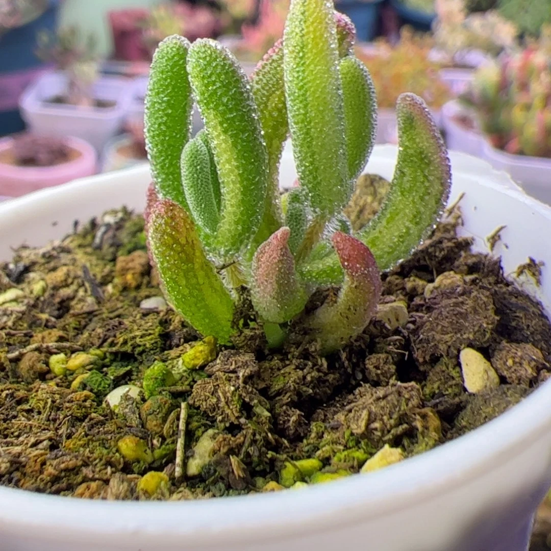 蓝***姚多肉植物枝干钻石黄锦拉丝锦