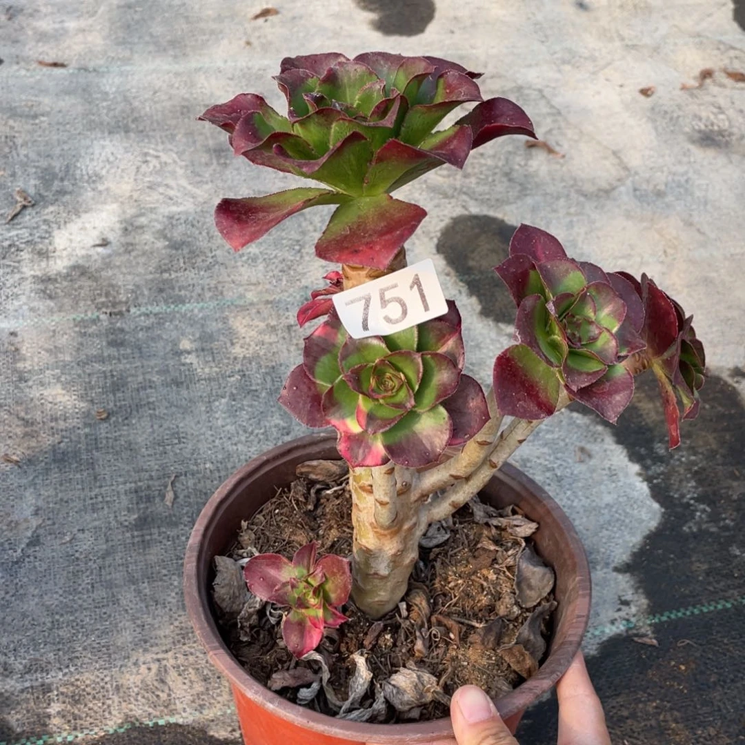 魅影七彩多肉植物老桩