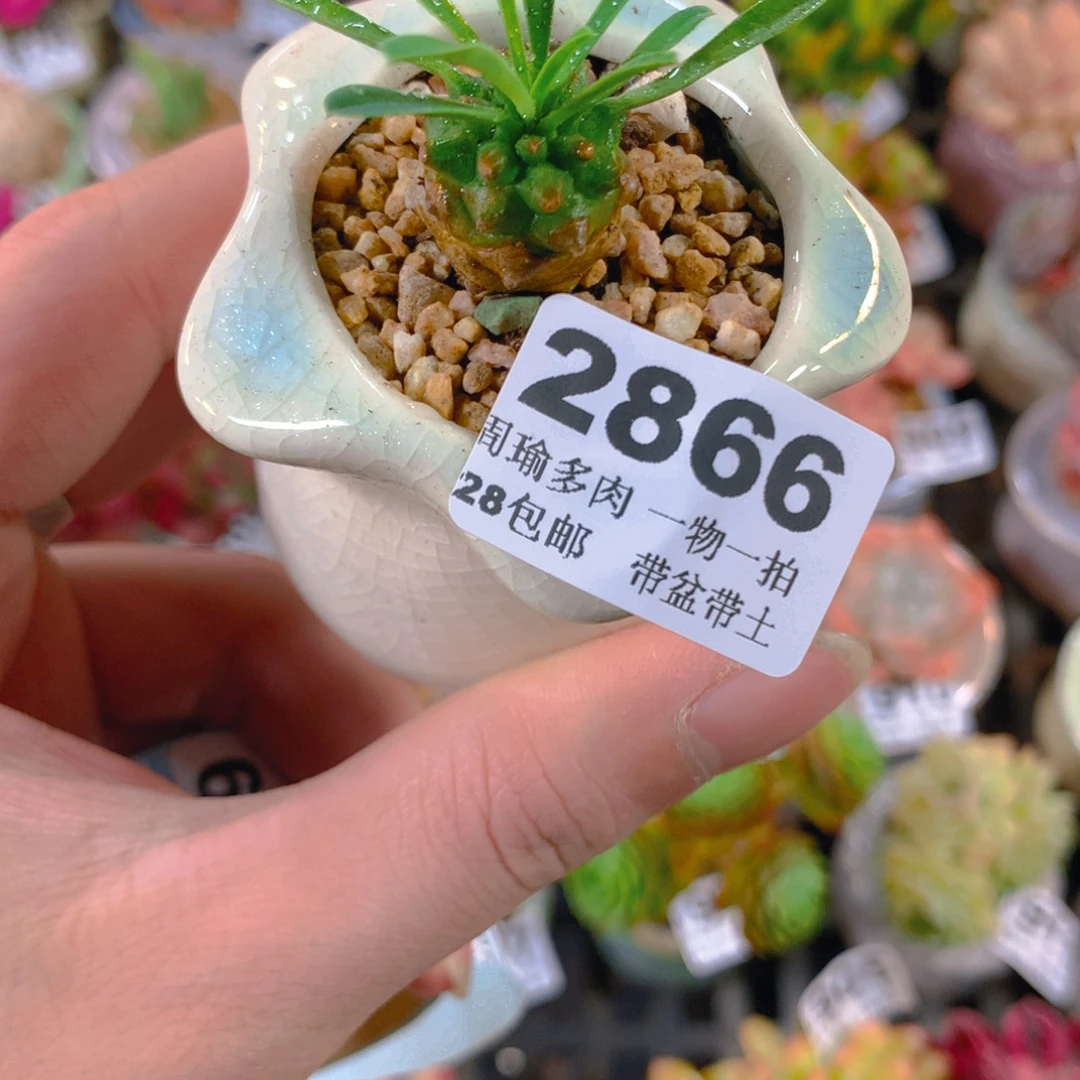 5厘米盆精控多肉2866