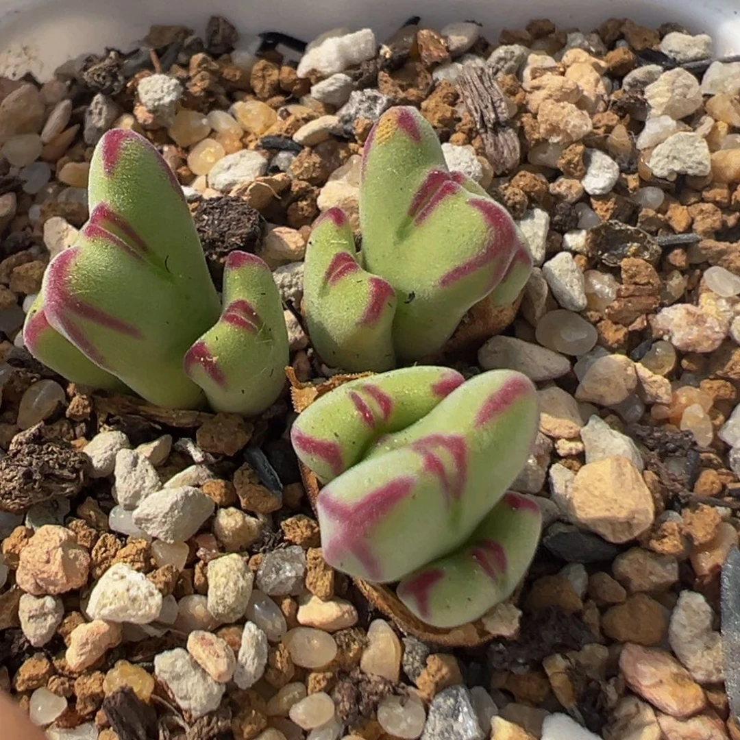 42多肉植物百科知识