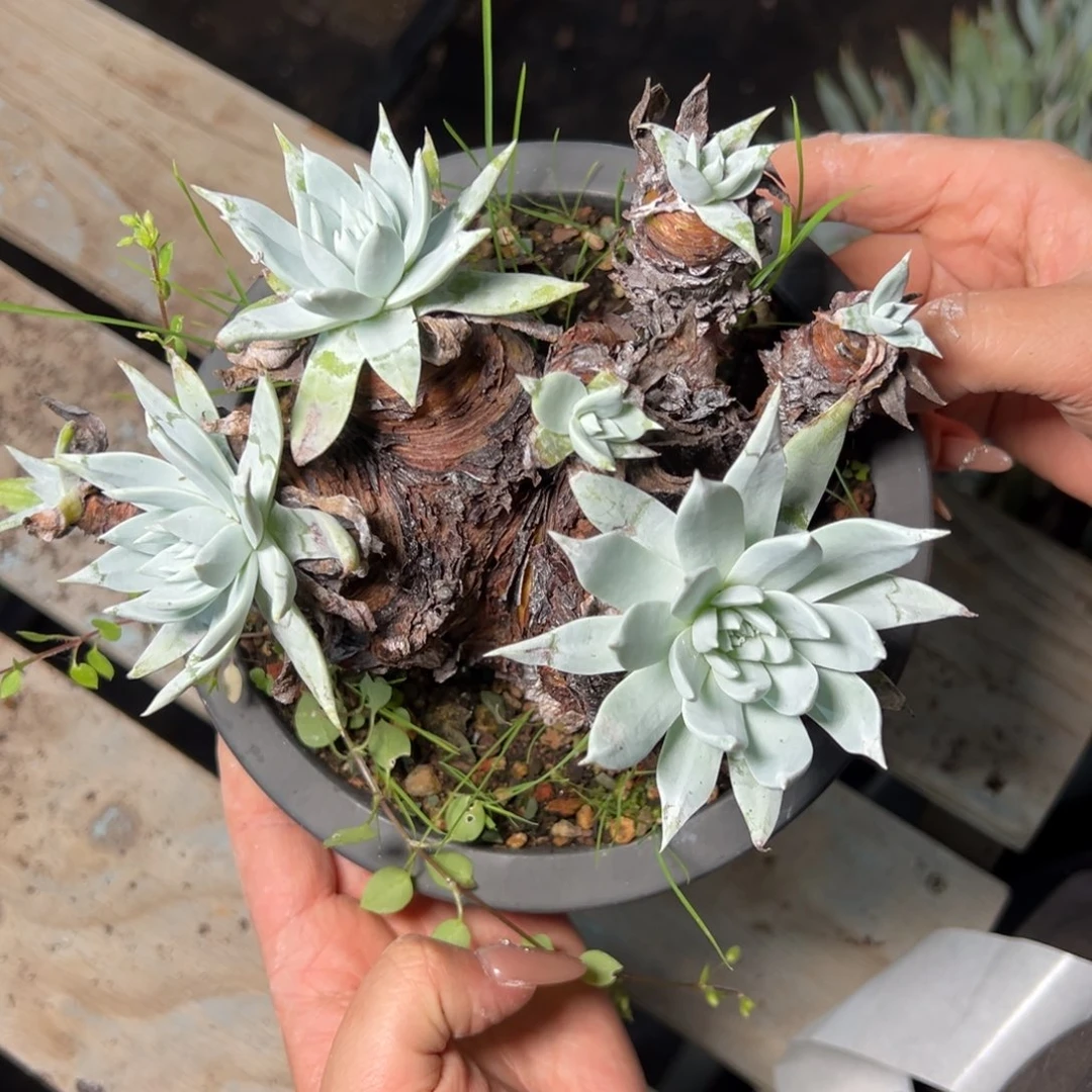 3669哈哈哈哈哈哈哈哈哈