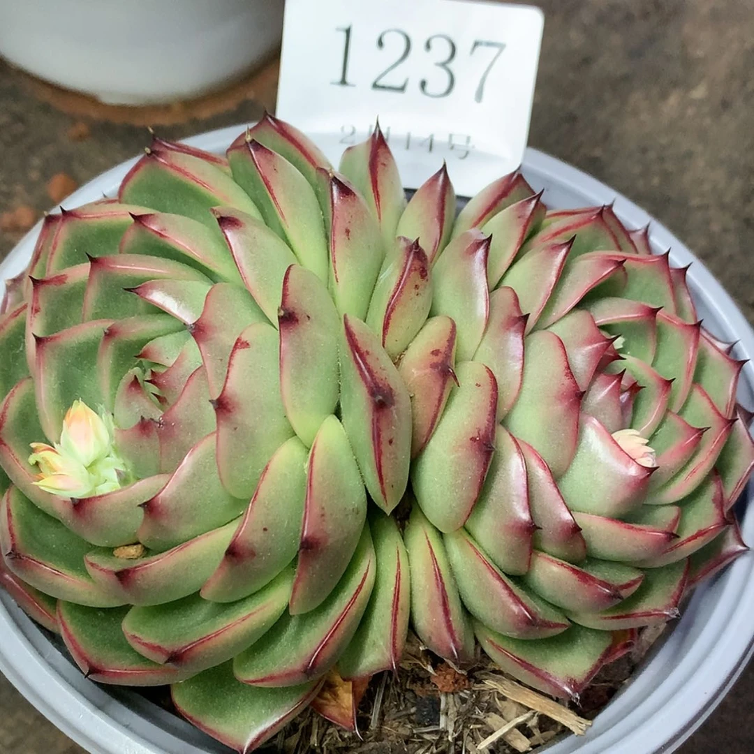 【闪购商品】云1237