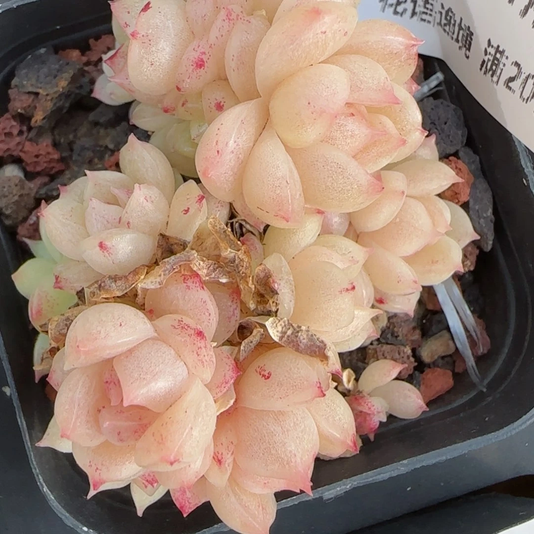 花语逸境0130-18散