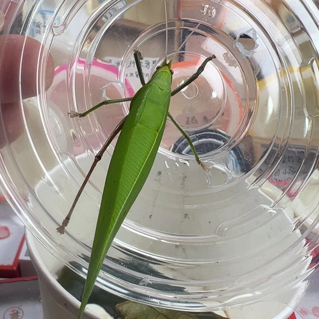 蟋蟀一只大个海南素背少小爪