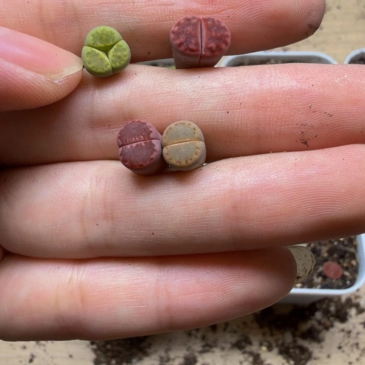 今***么多肉植物的生长487